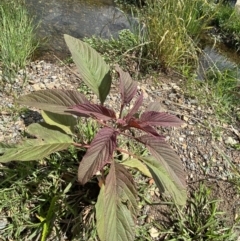 Amaranthus caudatus at Dickson, ACT - 7 Feb 2023