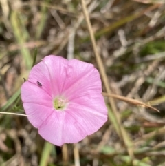 Convolvulus angustissimus subsp. angustissimus (Australian Bindweed) at Dickson, ACT - 7 Feb 2023 by NedJohnston