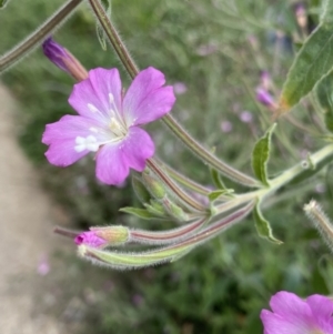 Epilobium hirsutum at Dickson, ACT - 7 Feb 2023 11:49 AM