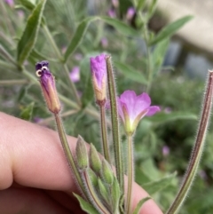 Epilobium hirsutum at Dickson, ACT - 7 Feb 2023 11:49 AM