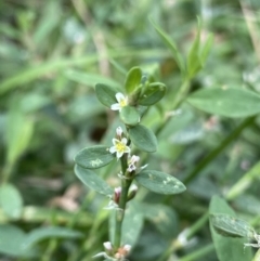 Polygonum (genus) (Wireweed) at Dickson, ACT - 7 Feb 2023 by NedJohnston