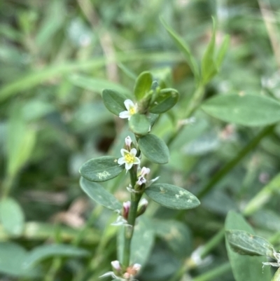 Polygonum (genus) (Wireweed) at Dickson, ACT - 7 Feb 2023 by NedJohnston
