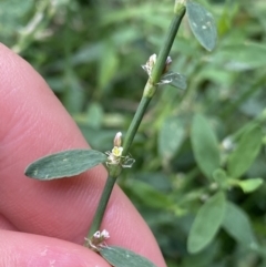 Polygonum sp. at Dickson, ACT - 7 Feb 2023