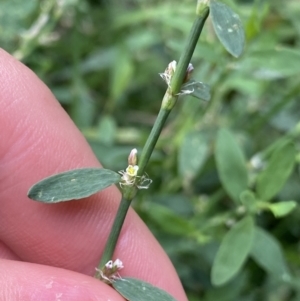 Polygonum sp. at Dickson, ACT - 7 Feb 2023