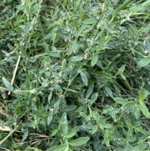 Polygonum sp. at Dickson, ACT - 7 Feb 2023