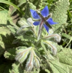 Borago officinalis (Borage, Tailwort) at Dickson, ACT - 7 Feb 2023 by NedJohnston