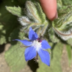 Borago officinalis at Dickson, ACT - 7 Feb 2023