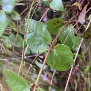 Platylobium montanum subsp. montanum at Cotter River, ACT - 30 Jan 2023