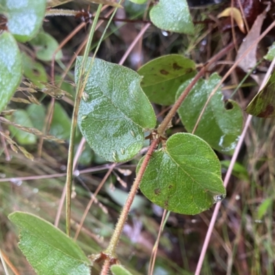 Platylobium montanum subsp. montanum (Mountain Flat Pea) at Cotter River, ACT - 30 Jan 2023 by NedJohnston