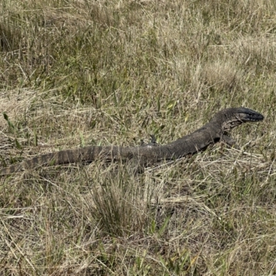 Varanus rosenbergi (Heath or Rosenberg's Monitor) at Booth, ACT - 6 Feb 2023 by Pirom