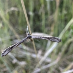 Stenoptilia zophodactylus (Dowdy Plume Moth) at Namadgi National Park - 5 Feb 2023 by Pirom