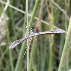 Stenoptilia zophodactylus at Booth, ACT - 5 Feb 2023