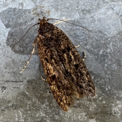 Barea (genus) (A concealer moth) at Booth, ACT - 6 Feb 2023 by Pirom