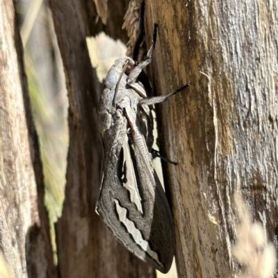 Abantiades magnificus (Magnificent Ghost Moth) at Namadgi National Park - 5 Feb 2023 by Pirom