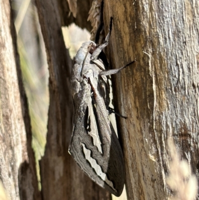 Abantiades magnificus (Magnificent Ghost Moth) at Booth, ACT - 6 Feb 2023 by Pirom