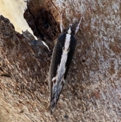Archaereta dorsivittella (A Concealer moth (Wingia group)) at Rendezvous Creek, ACT - 6 Feb 2023 by Pirom