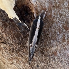 Archaereta dorsivittella (Wingia Group moth) at Rendezvous Creek, ACT - 6 Feb 2023 by Pirom
