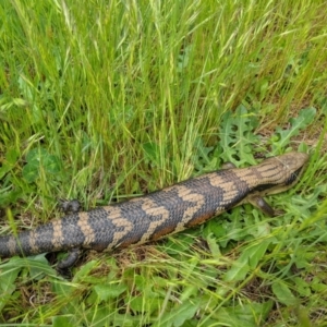 Tiliqua scincoides scincoides at Monash, ACT - 26 Oct 2022 10:12 AM