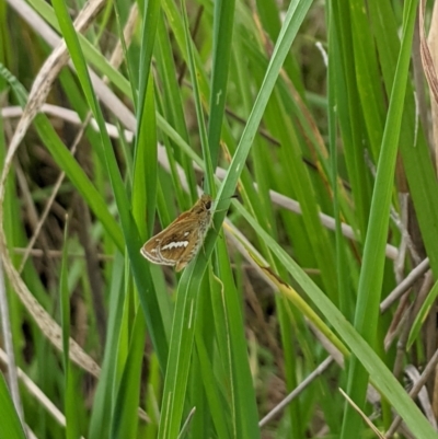 Taractrocera papyria (White-banded Grass-dart) at Isabella Pond - 24 Oct 2022 by ExcitedEcologist