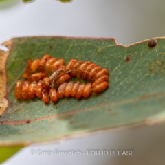 Unidentified Insect at Yarralumla, ACT - 8 Mar 2021 by Cristy1676