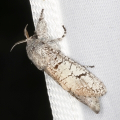 Sympycnodes arachnophora (A Wood moth (Cossidae)) at O'Connor, ACT - 5 Feb 2023 by ibaird