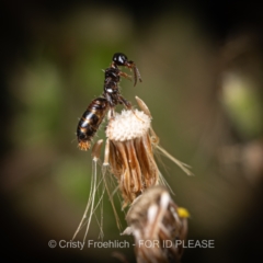 Tiphiidae sp. (family) (Unidentified Smooth flower wasp) at Coree, ACT - 15 Mar 2022 by Cristy1676