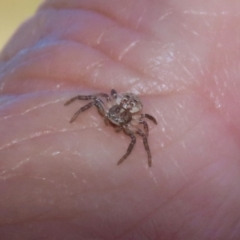 Cymbacha ocellata at Fyshwick, ACT - 6 Feb 2023