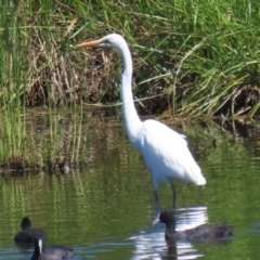 Ardea alba (Great Egret) at Fyshwick, ACT - 6 Feb 2023 by RodDeb