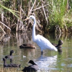 Ardea alba at Fyshwick, ACT - 6 Feb 2023