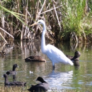 Ardea alba at Fyshwick, ACT - 6 Feb 2023