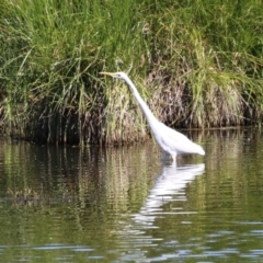 Ardea alba at Fyshwick, ACT - 6 Feb 2023