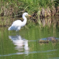 Ardea alba at Fyshwick, ACT - 6 Feb 2023