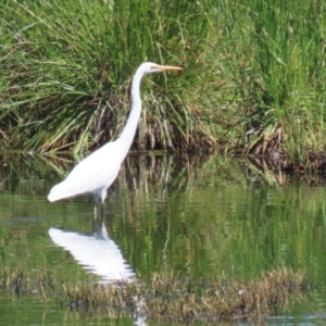 Ardea alba at Fyshwick, ACT - 6 Feb 2023