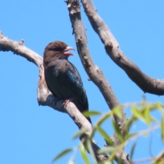 Eurystomus orientalis (Dollarbird) at Jerrabomberra Wetlands - 6 Feb 2023 by RodDeb