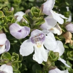 Prostanthera cuneata (Alpine Mint Bush) at Kosciuszko National Park - 22 Jan 2023 by Tapirlord