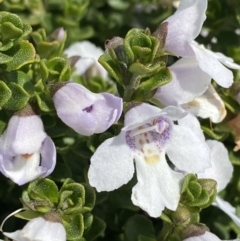 Prostanthera cuneata at Charlotte Pass, NSW - 22 Jan 2023 11:00 AM