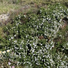 Prostanthera cuneata at Charlotte Pass, NSW - 22 Jan 2023