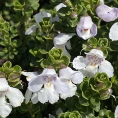 Prostanthera cuneata at Charlotte Pass, NSW - 22 Jan 2023 11:00 AM