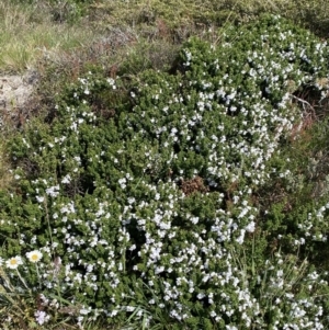 Prostanthera cuneata at Charlotte Pass, NSW - 22 Jan 2023