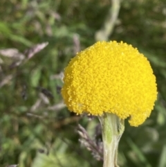 Craspedia costiniana (Costin's Billy Buttons) at Kosciuszko National Park, NSW - 22 Jan 2023 by Tapirlord