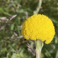 Craspedia costiniana (Costin's Billy Buttons) at Kosciuszko National Park - 21 Jan 2023 by Tapirlord