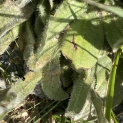 Craspedia costiniana at Kosciuszko National Park, NSW - 22 Jan 2023