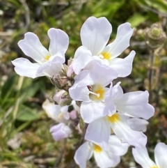 Euphrasia collina subsp. glacialis (Snow Eyebright) at Munyang, NSW - 22 Jan 2023 by Tapirlord