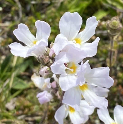 Euphrasia collina subsp. glacialis (Snow Eyebright) at Munyang, NSW - 22 Jan 2023 by Tapirlord