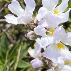 Euphrasia collina subsp. glacialis at Munyang, NSW - 22 Jan 2023 10:37 AM