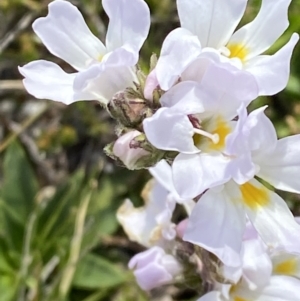 Euphrasia collina subsp. glacialis at Munyang, NSW - 22 Jan 2023 10:37 AM