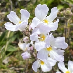 Euphrasia collina subsp. glacialis at Munyang, NSW - 22 Jan 2023 10:37 AM