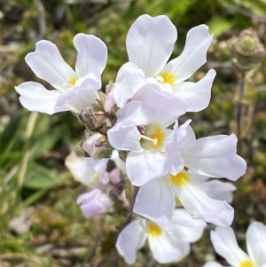 Euphrasia collina subsp. glacialis at Munyang, NSW - 22 Jan 2023 10:37 AM