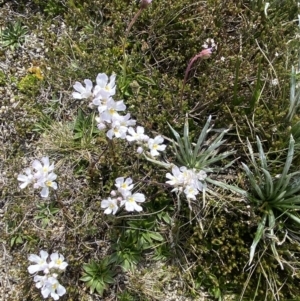 Euphrasia collina subsp. glacialis at Munyang, NSW - 22 Jan 2023 10:37 AM