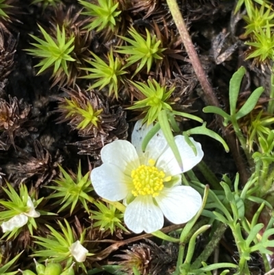 Ranunculus millanii (Dwarf Buttercup) at Munyang, NSW - 22 Jan 2023 by Tapirlord